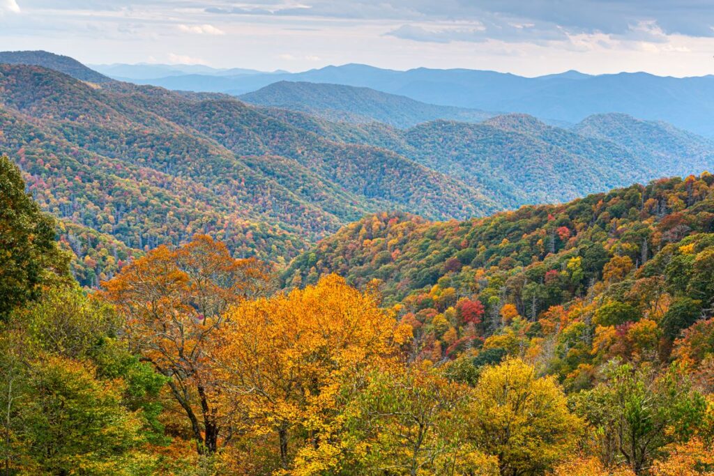 Wide fall view of the Great Smoky Mountains with brilliant color in the trees.