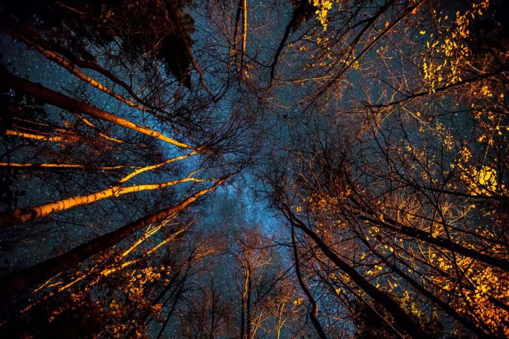 A view of a circle of trees looking up from the ground into a dark sky.