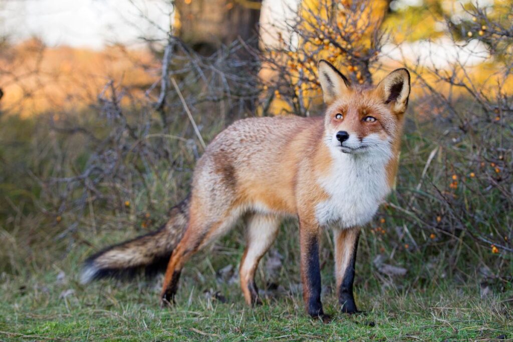 A red fox poses in front of some brush.