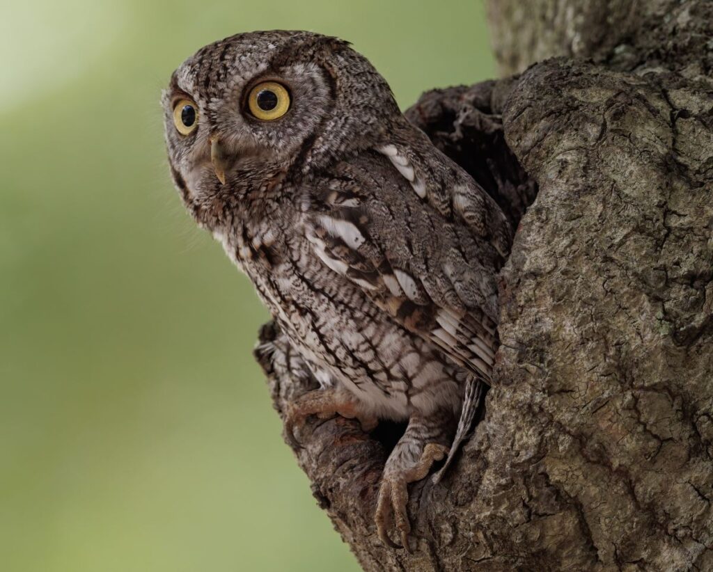 Gray Eastern screech owl perches at the opening in a tree.