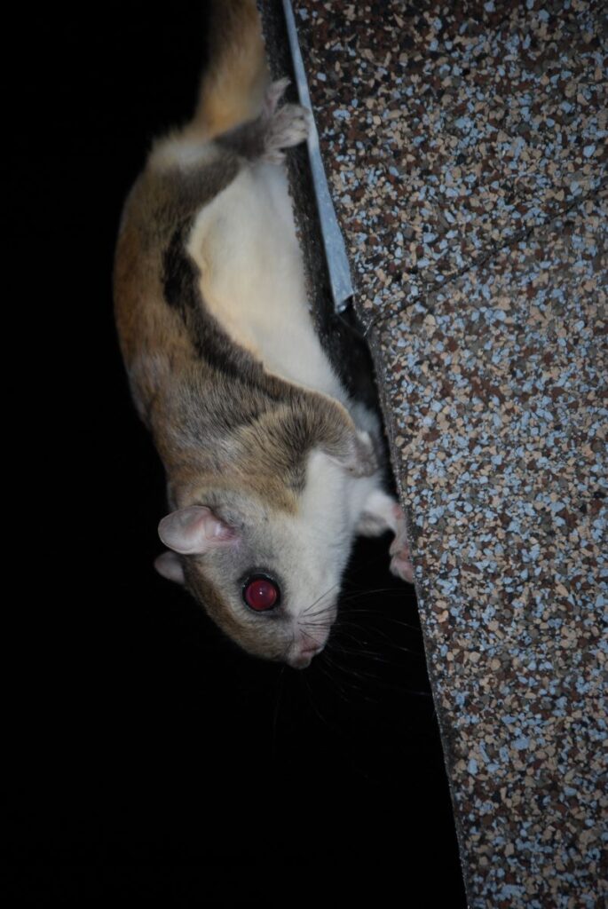 A Southern flying squirrel perches on the edge of a shingled roof.