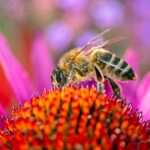 bee on purple coneflower