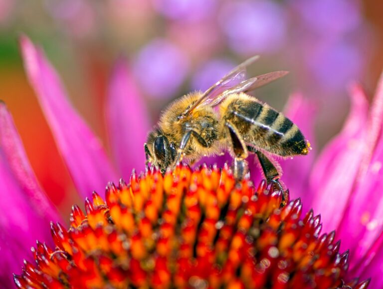 bee on purple coneflower