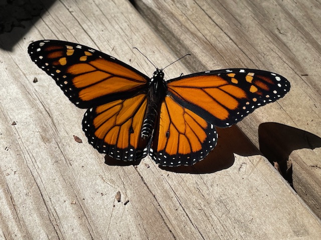 Male monarch butterfly